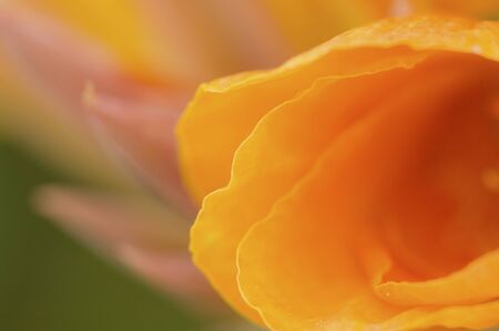 Yellow canna flower closeupの写真素材