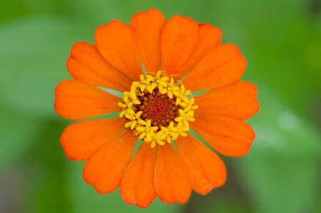Orange colored flowersの写真素材