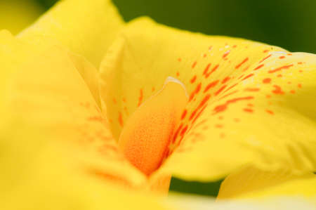 Yellow canna flower closeupの写真素材