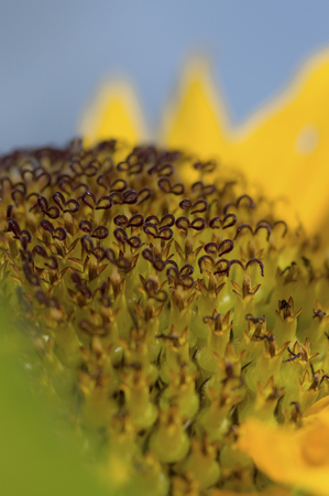 Close up of sunflowerの写真素材