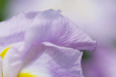 Petals of lilac irisの写真素材