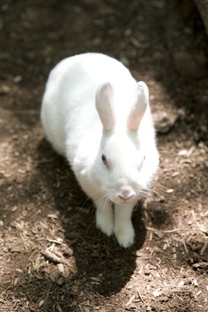 Rabbitの写真素材