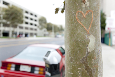 street trees heart of flaws attachedの写真素材