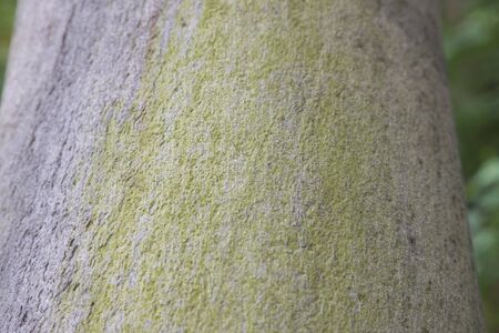 large treeの写真素材