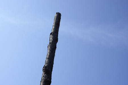 Cedar and cut off branches and leavesの写真素材