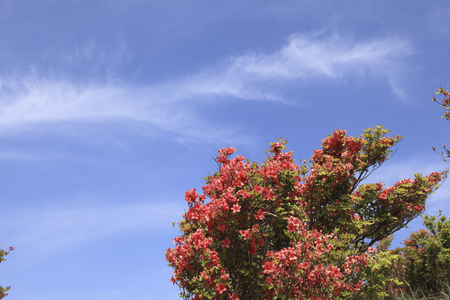 Azaleaの写真素材