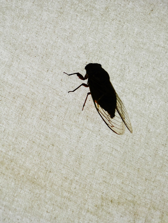 Cicada silhouetteの写真素材
