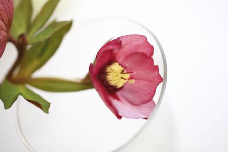 Christmas roseの写真素材