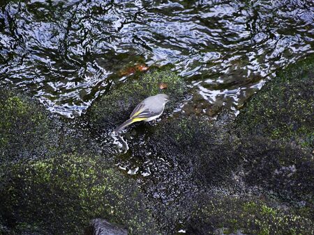 Waterside of wild birdsの写真素材