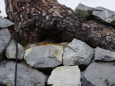 Of the tree trunk and Ishigakiの写真素材