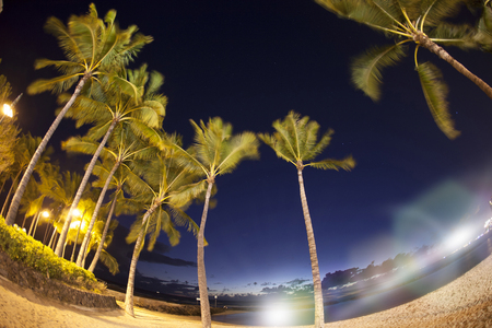 Sunset Palm treeの写真素材