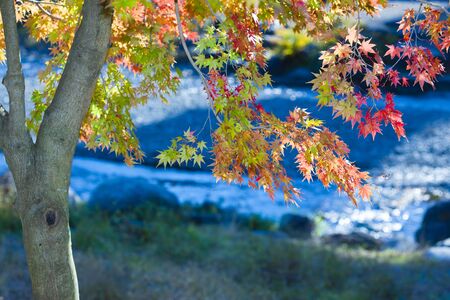 Autumn leavesの写真素材