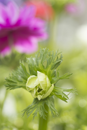 Anemoneの写真素材