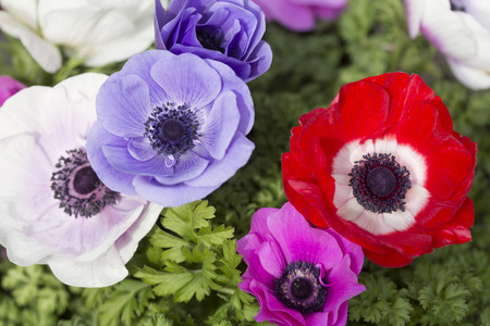 Anemoneの写真素材