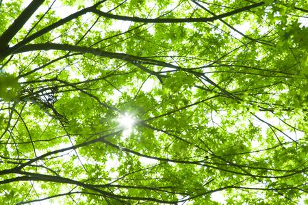 Fresh green leaves and sunshine filtering through foliageの写真素材