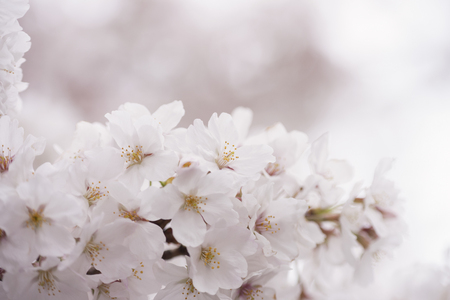 Sakura flowersの写真素材