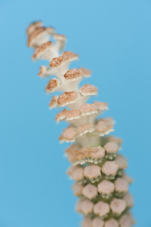 Horsetail.の写真素材
