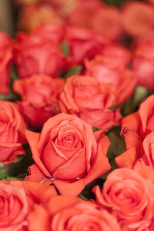 Red Rosesの写真素材