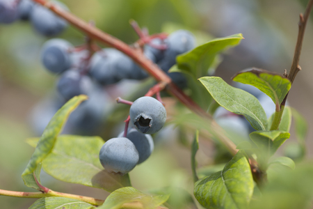 Field of blueberriesの写真素材