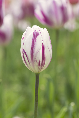 Tulip fieldの写真素材