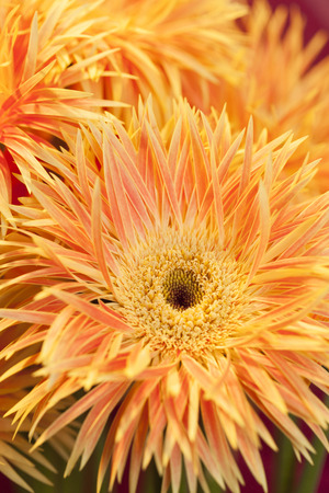 Gerberaの写真素材