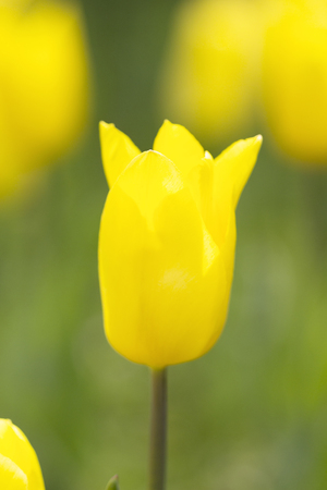 Tulip fieldの写真素材