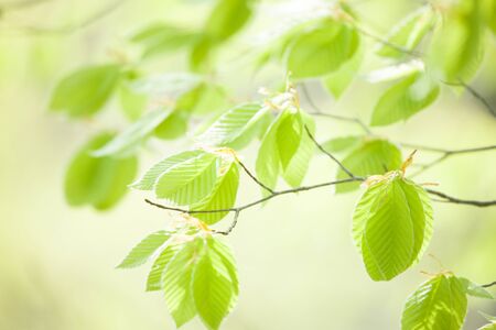 Green beechの写真素材