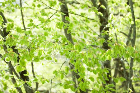 Green beechの写真素材