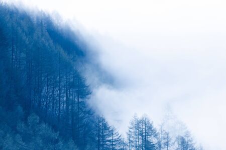 Forest of fogの写真素材