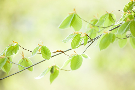Green beechの写真素材