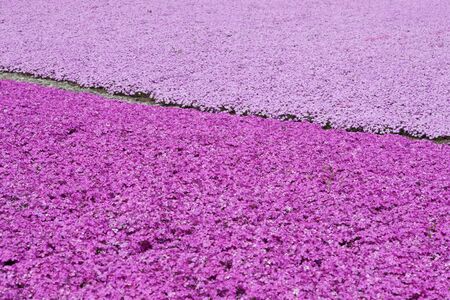 Moss Pinkの写真素材