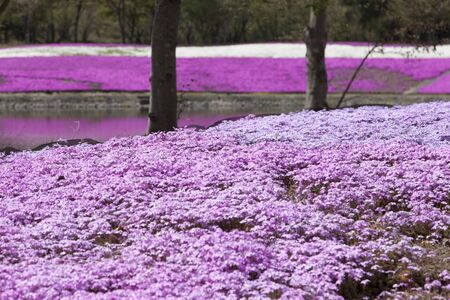 Moss Pinkの写真素材