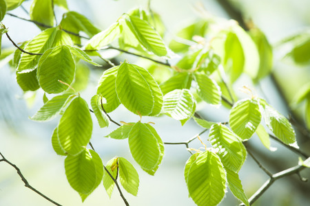 Green beechの写真素材
