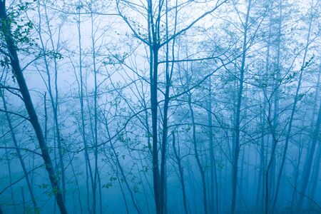 Forest of fogの写真素材