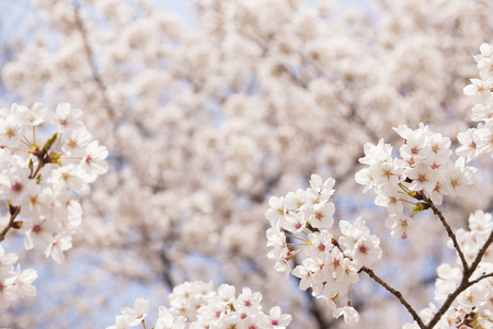 Yoshino cherry treeの写真素材