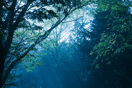 Forest of fogの写真素材