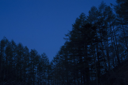 Treesの写真素材