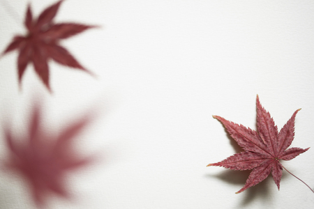 Autumn leavesの写真素材