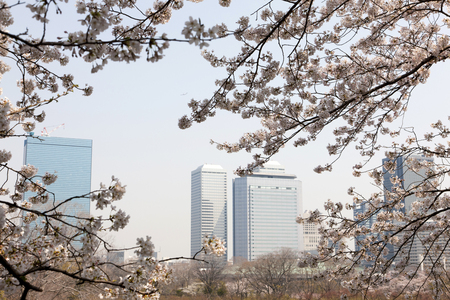 Sakura and OBPの写真素材