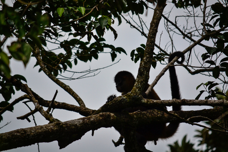 Wild monkey in its habitatの写真素材