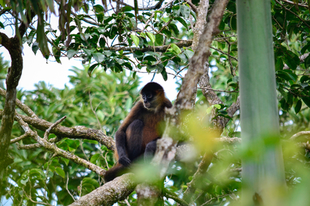 Wild monkey in its habitatの写真素材