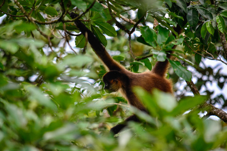 Wild monkey in its habitatの写真素材