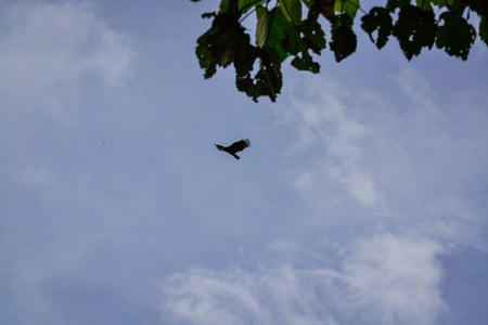 Silhouette of a bird blown by the cloudsの写真素材
