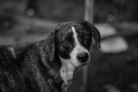 cute black dog portrait