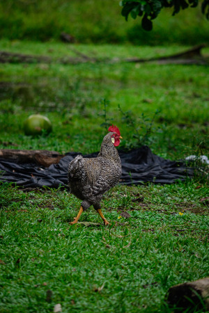 hen walking in the fieldの写真素材