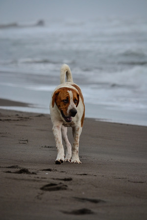 sad adult dog walking on the beachの写真素材