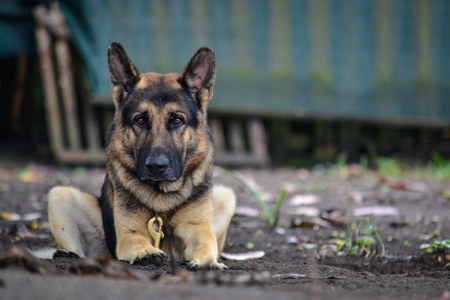 portrait of german shepherdの写真素材