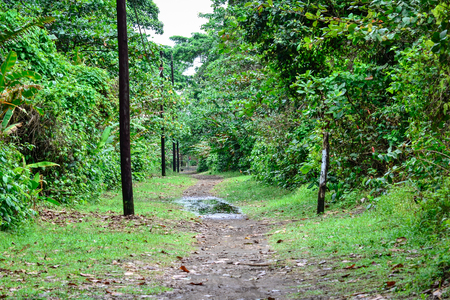 dirt road in the forestの写真素材
