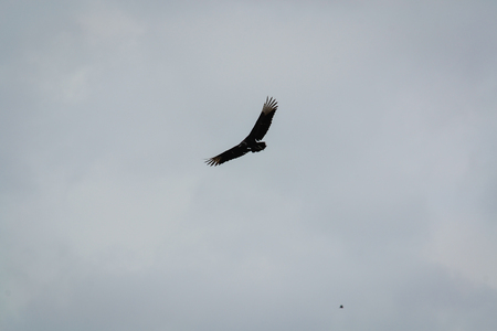 silhouette of bird with outstretched wingsの写真素材
