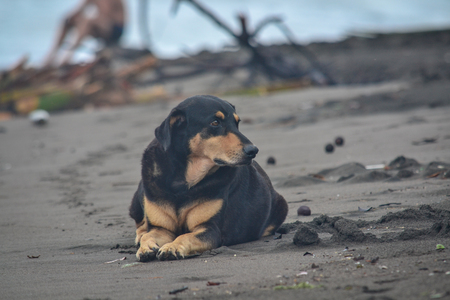 big dog rests on the shore of the beachの写真素材